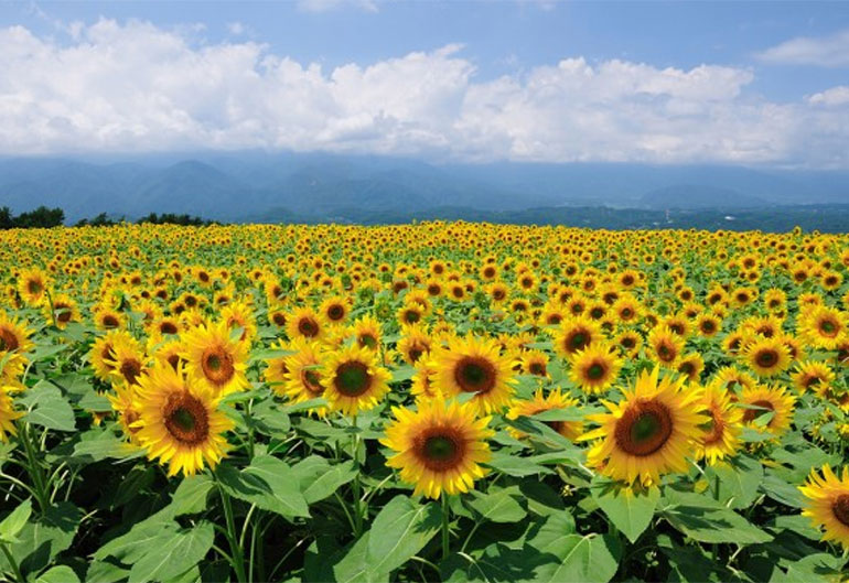 夏季休業のお知らせ